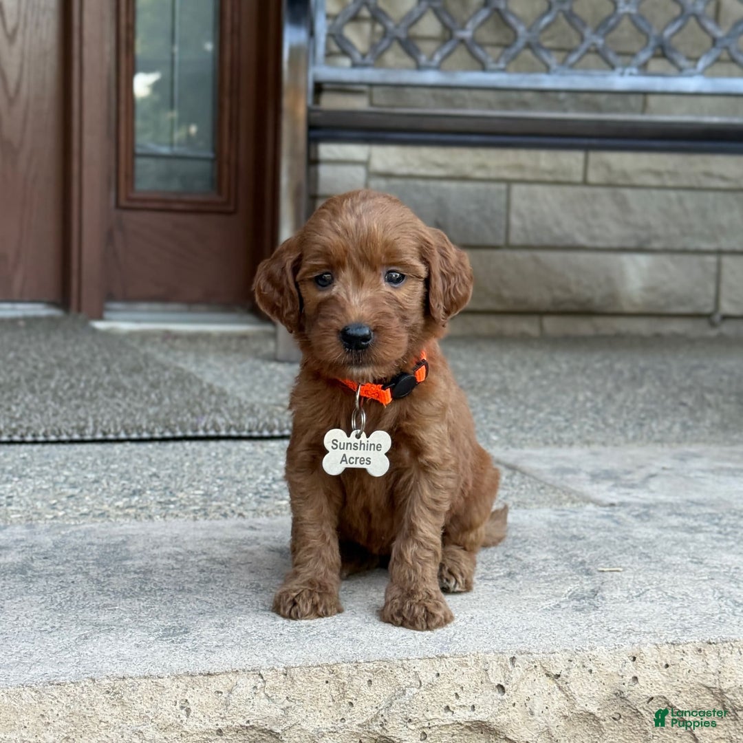 Goldendoodle dogs for sale: Penny - Image 2