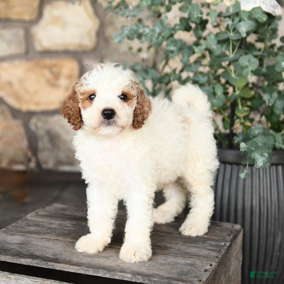 Mini Goldendoodle dogs for sale: Cupcake - Image 4
