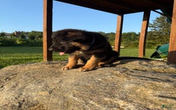German Shepherd dogs for sale: German Shepherd 6 puppies - Image 10