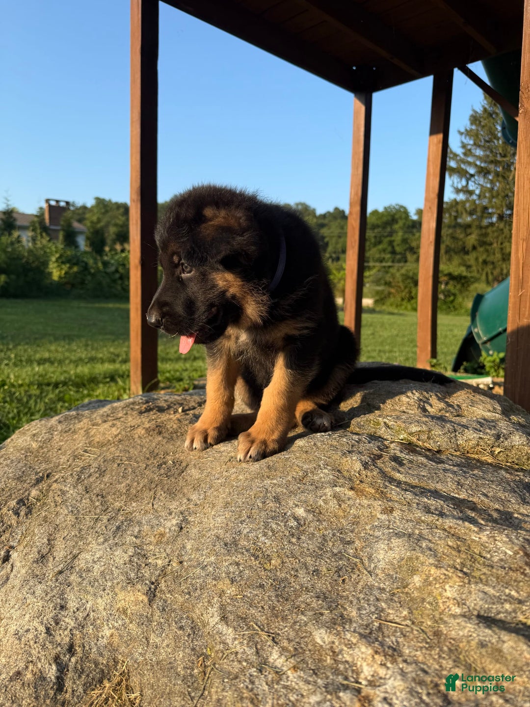 German Shepherd dogs for sale: German Shepherd 6 puppies - Image 10