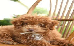 Toy Poodle dogs for sale: Evie - Image 5