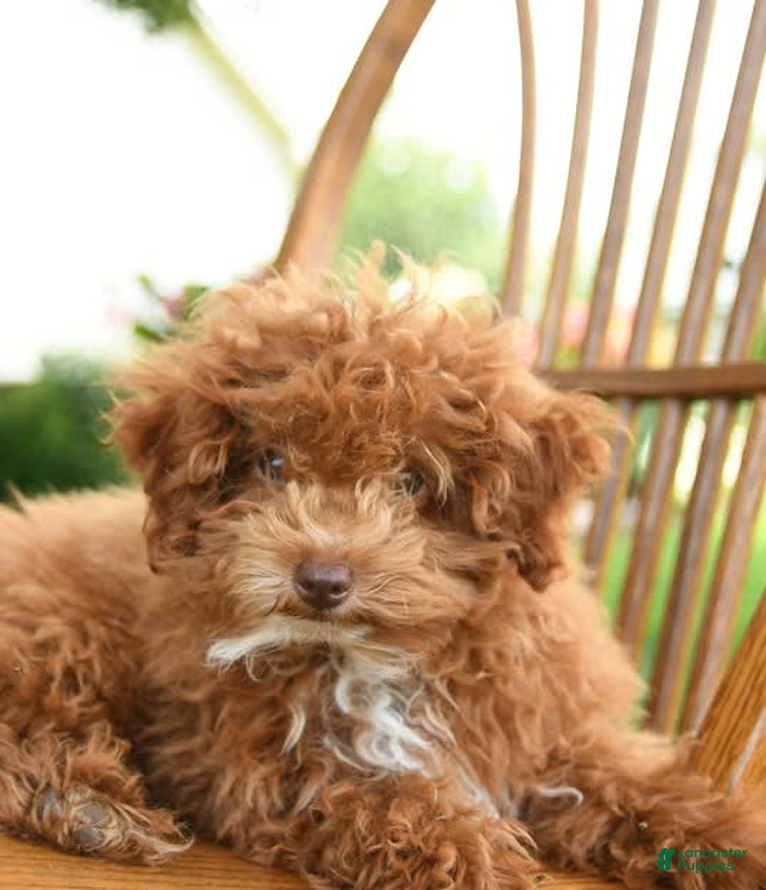 Toy Poodle dogs for sale: Evie - Image 5