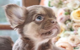 French Bulldog dogs for sale: Brooke - Image 2
