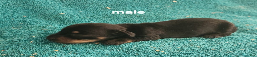 Scotch