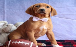 Beagle dogs for sale: Chief - Image 4