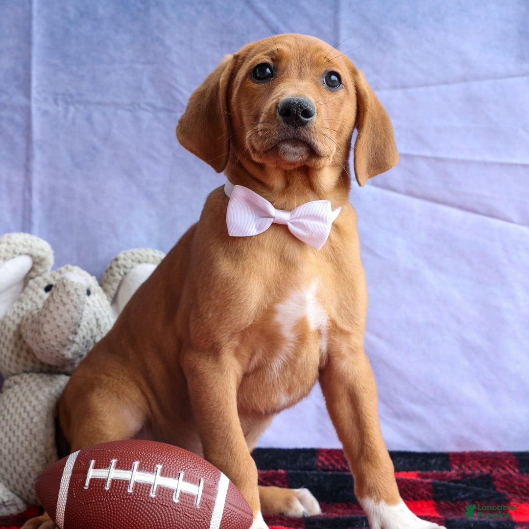 Beagle dogs for sale: Chief - Image 4