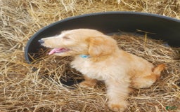Labradoodle dogs for sale: Aria - Image 1