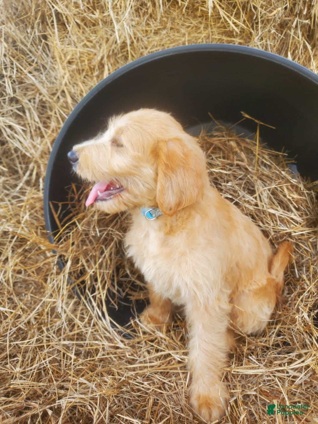 Labradoodle dogs for sale: Aria - Image 1
