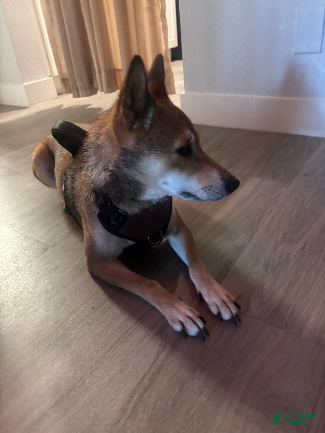 Shiba Inu dogs for sale: Ripsi - Image 2