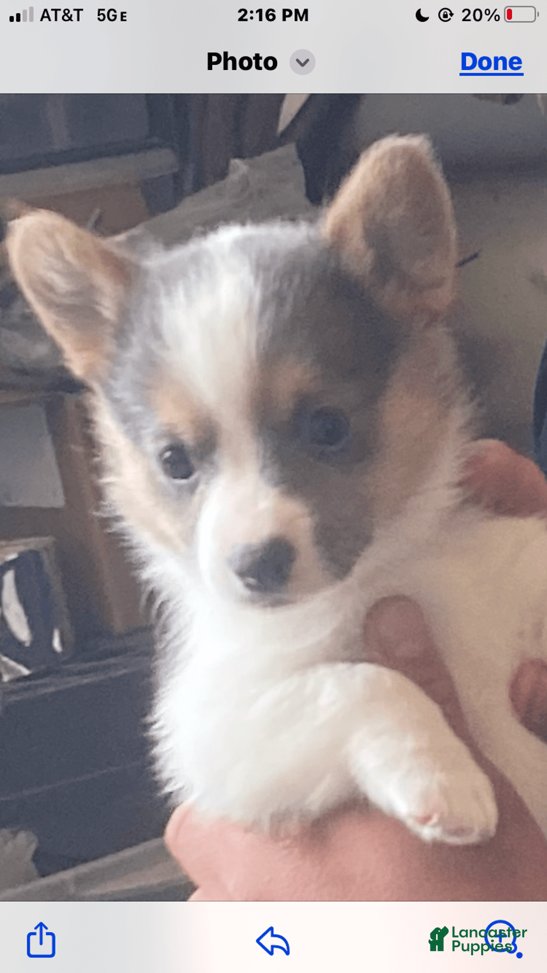 Welsh Corgi Pembroke dogs for sale: Bluie Girl - Image 6
