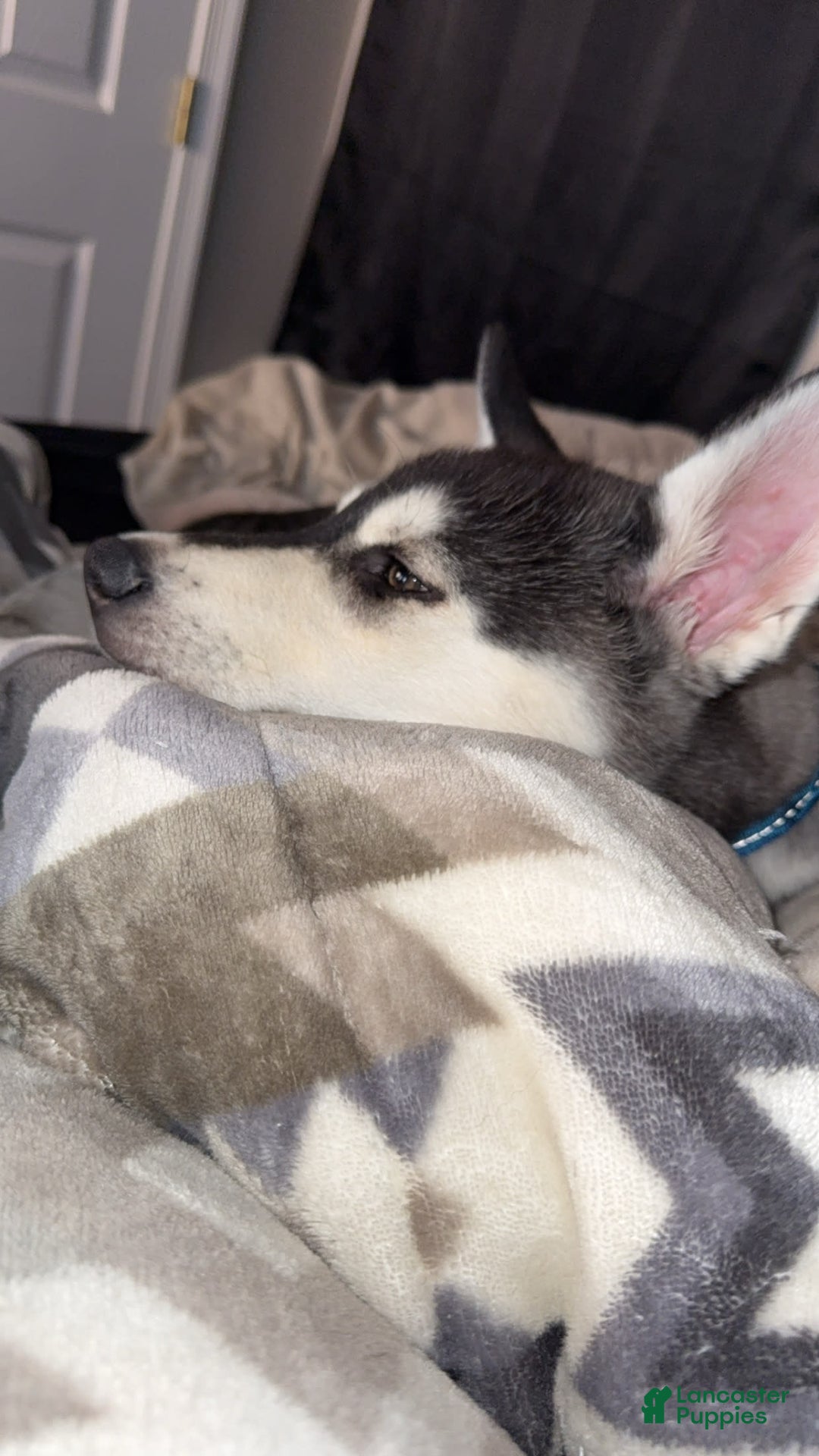 Gerberian Shepsky dogs for sale: Stormy - Image 14