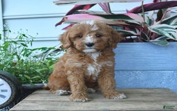 Mini Goldendoodle dogs for sale: Pollu - Image 3