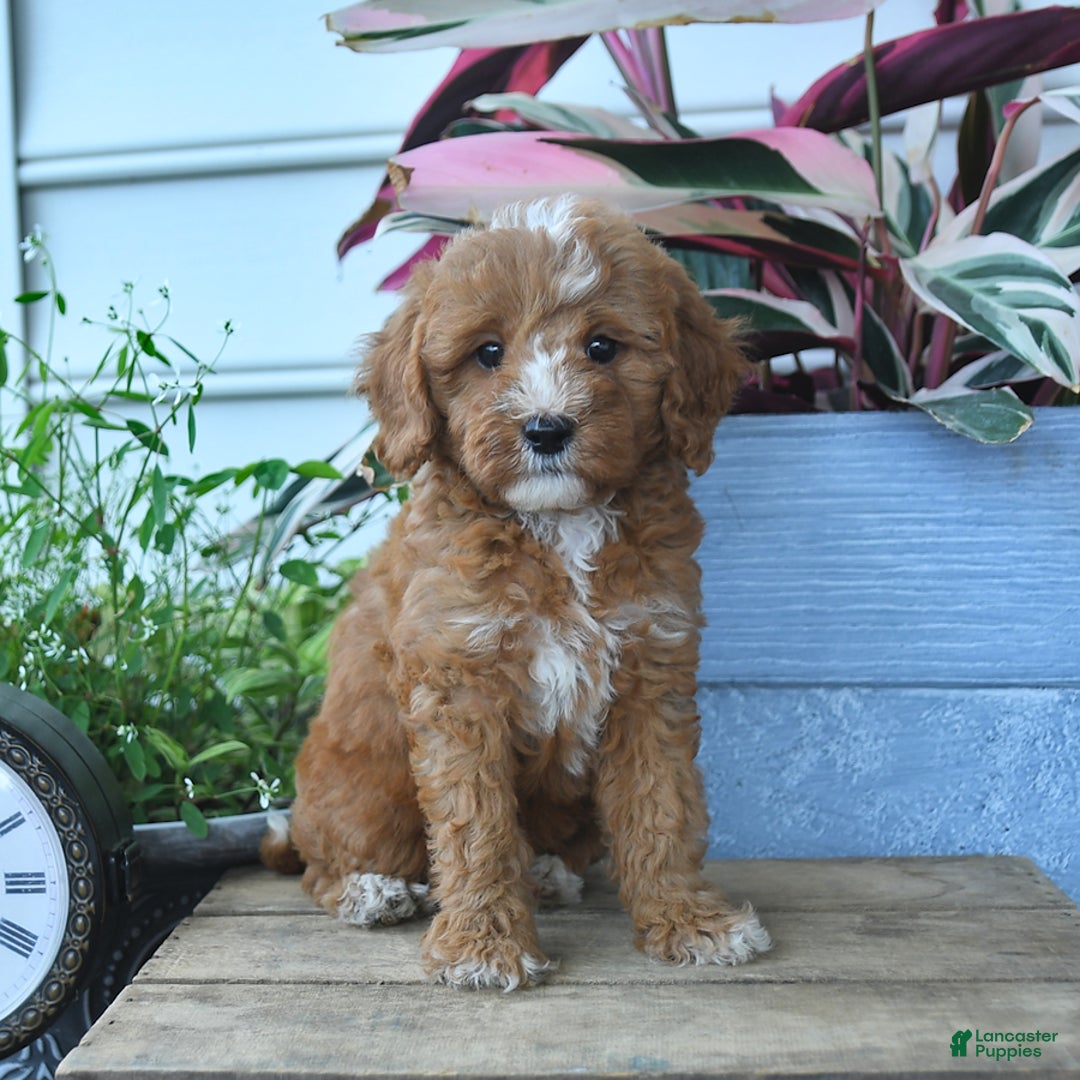 Mini Goldendoodle dogs for sale: Pollu - Image 3