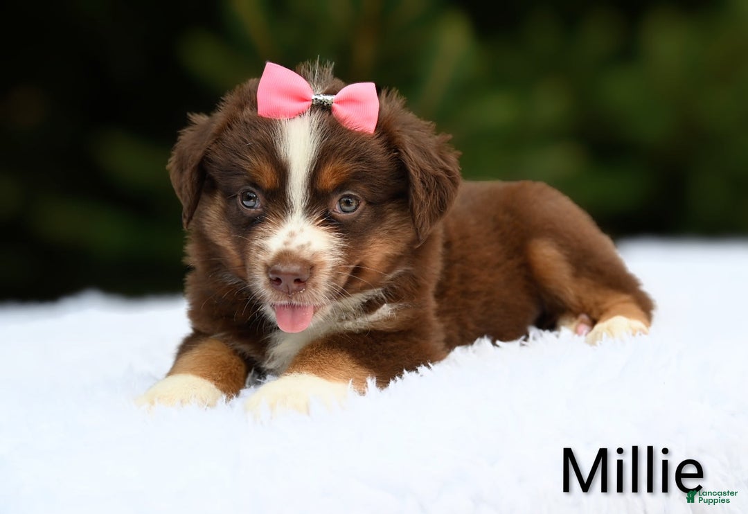 Miniature Australian Shepherd dogs for sale: Millie - Image 3