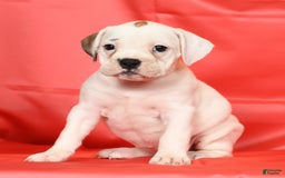 Beabull dogs for sale: Kelly - Image 9