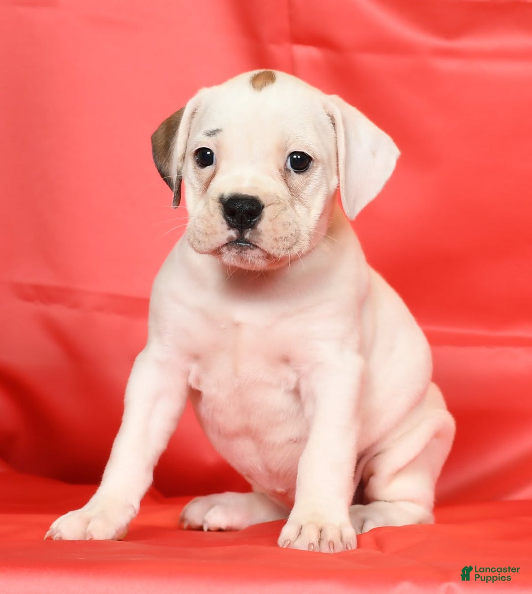Beabull dogs for sale: Kelly - Image 9