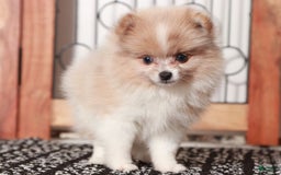 Pomeranian dogs for sale: Pebbles - Image 2
