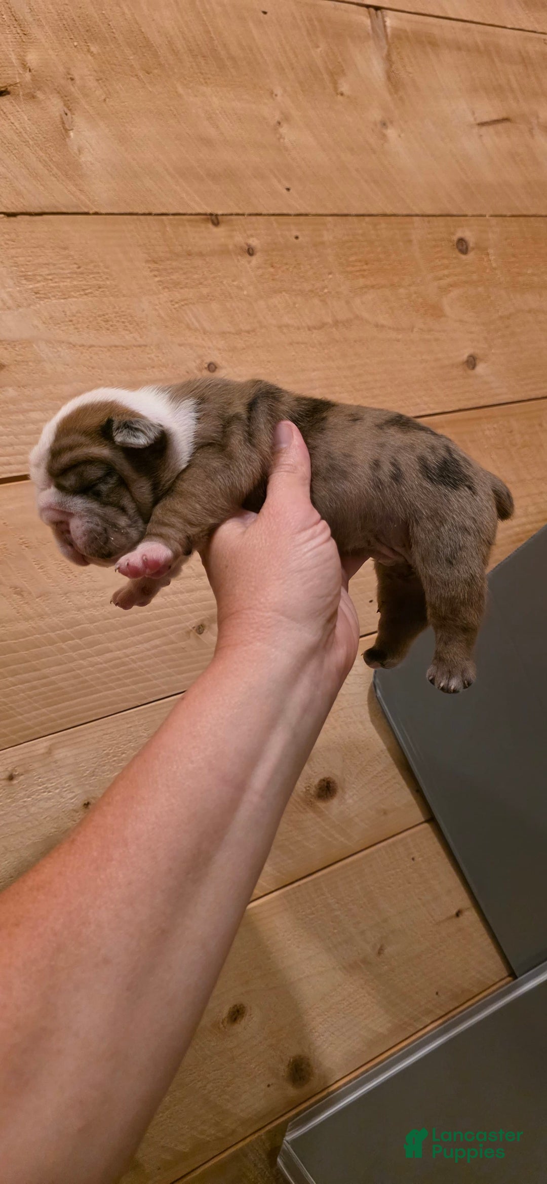 Olde English Bulldogge dogs for sale: Jimi - Image 11