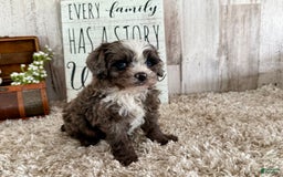 Cavapoo dogs for sale: Fable - Image 10