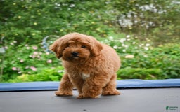 Cavapoo dogs for sale: Cabo - Image 5