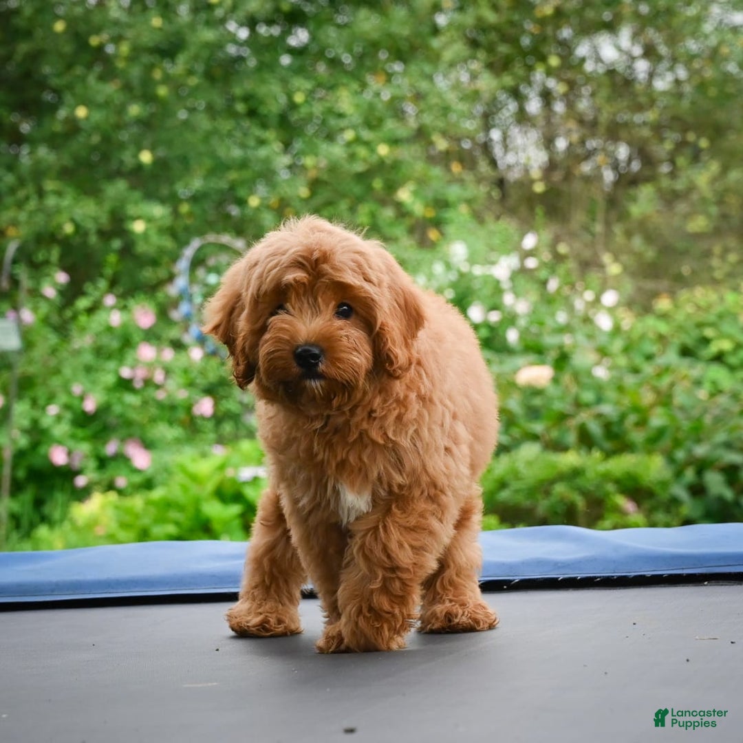 Cavapoo dogs for sale: Cabo - Image 5