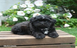 Teddy Bear dogs for sale: Moonlight - Image 3