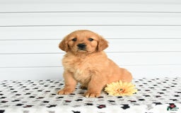 Golden Retriever dogs for sale: Flow - Image 2
