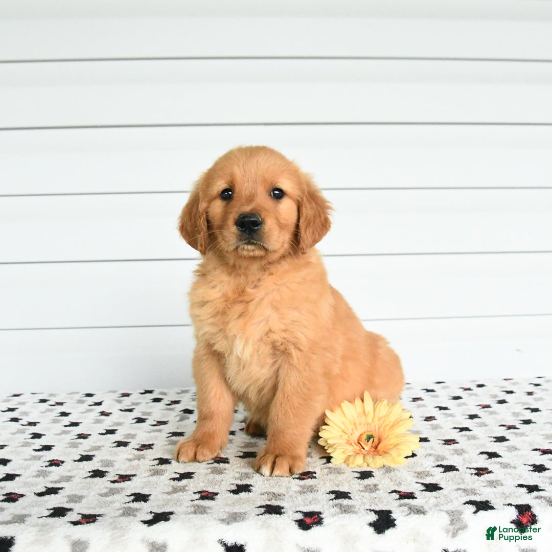 Golden Retriever dogs for sale: Flow - Image 2