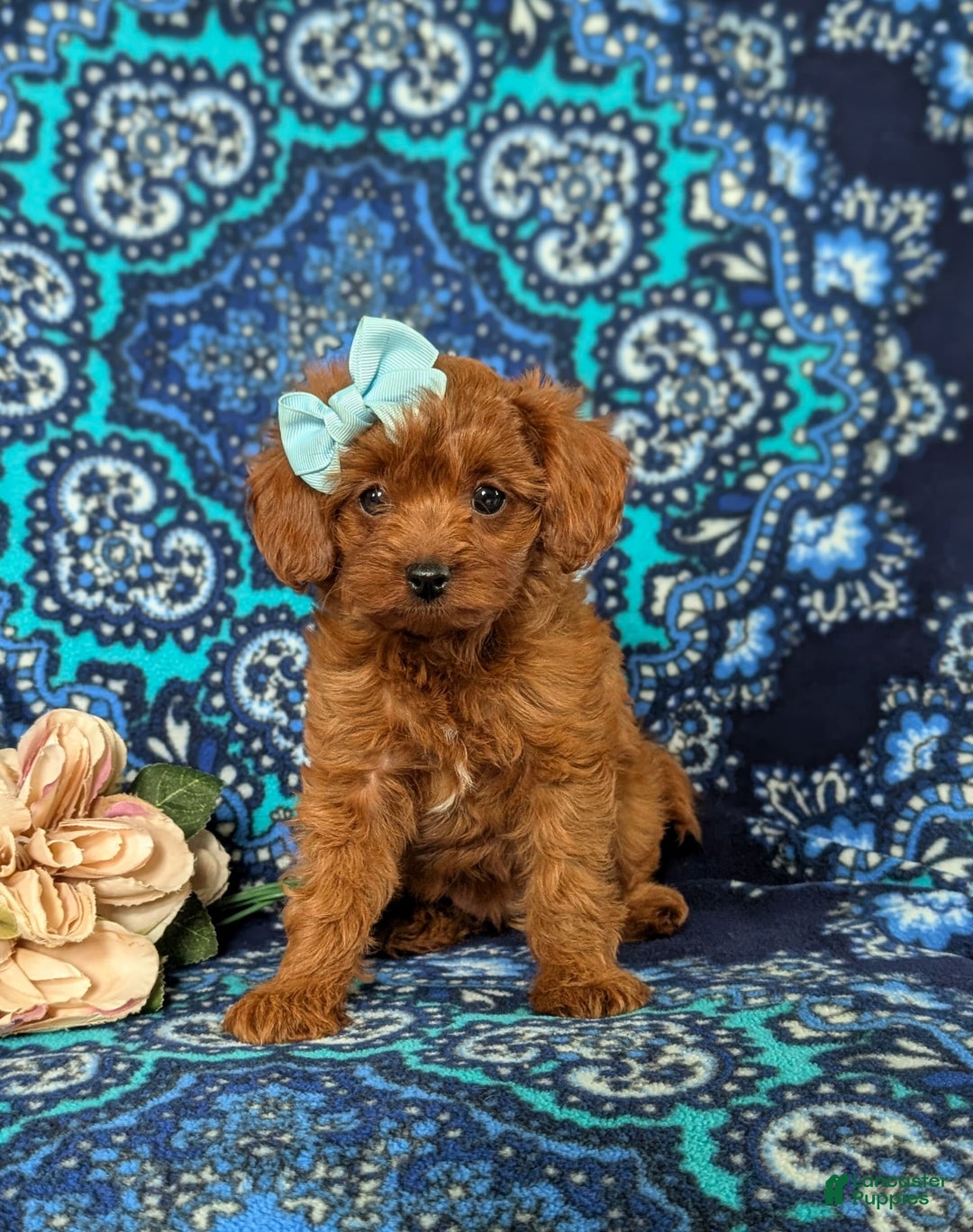 Cavapoo dogs for sale: Kayleigh Toy Size Hypoallergenic - Image 6