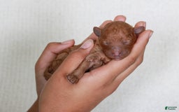 Cavapoo dogs for sale: Puddlewick - Image 2