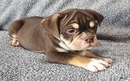 English Bulldog dogs for sale: Caroline - Image 7