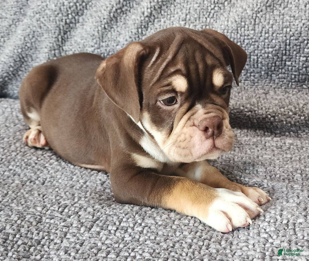 English Bulldog dogs for sale: Caroline - Image 7