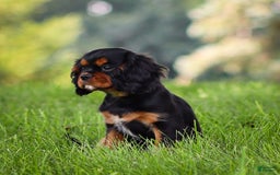 Cavalier King Charles Spaniel dogs for sale: Rocky - Image 9