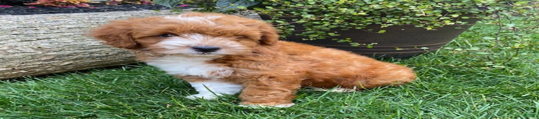 Oscar