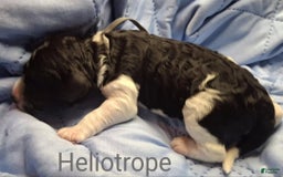 Labradoodle dogs for sale: Heliotrope - Image 1