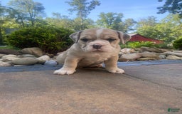French Bulldog dogs for sale: Milly - Image 6