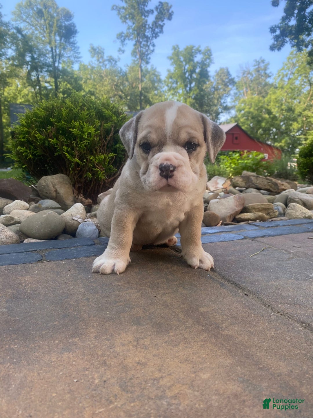 French Bulldog dogs for sale: Milly - Image 6