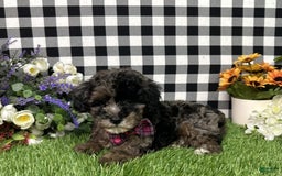 Maltipoo dogs for sale: Maltipoo 4 puppies - Image 1