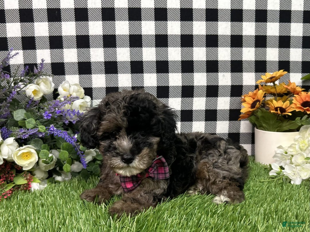 Maltipoo dogs for sale: Maltipoo 4 puppies - Image 1