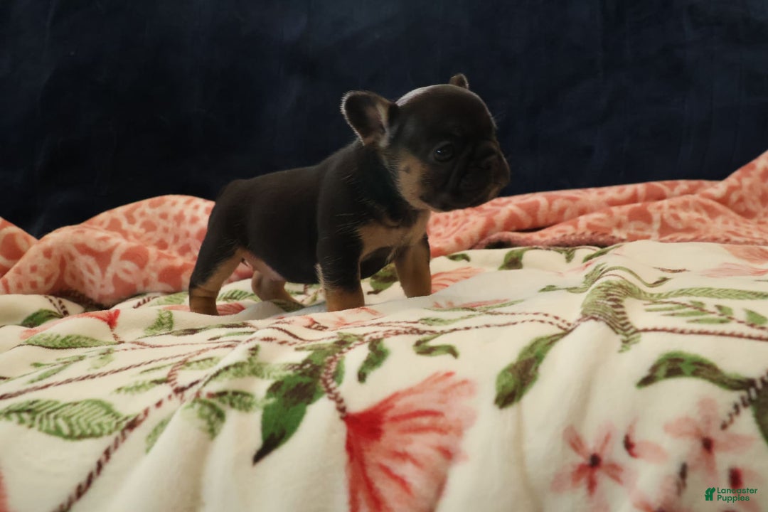 French Bulldog dogs for sale: Vega - Image 5