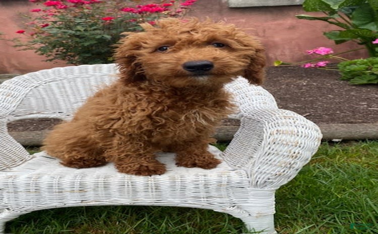 Mini Goldendoodle dogs for sale - Ad 3