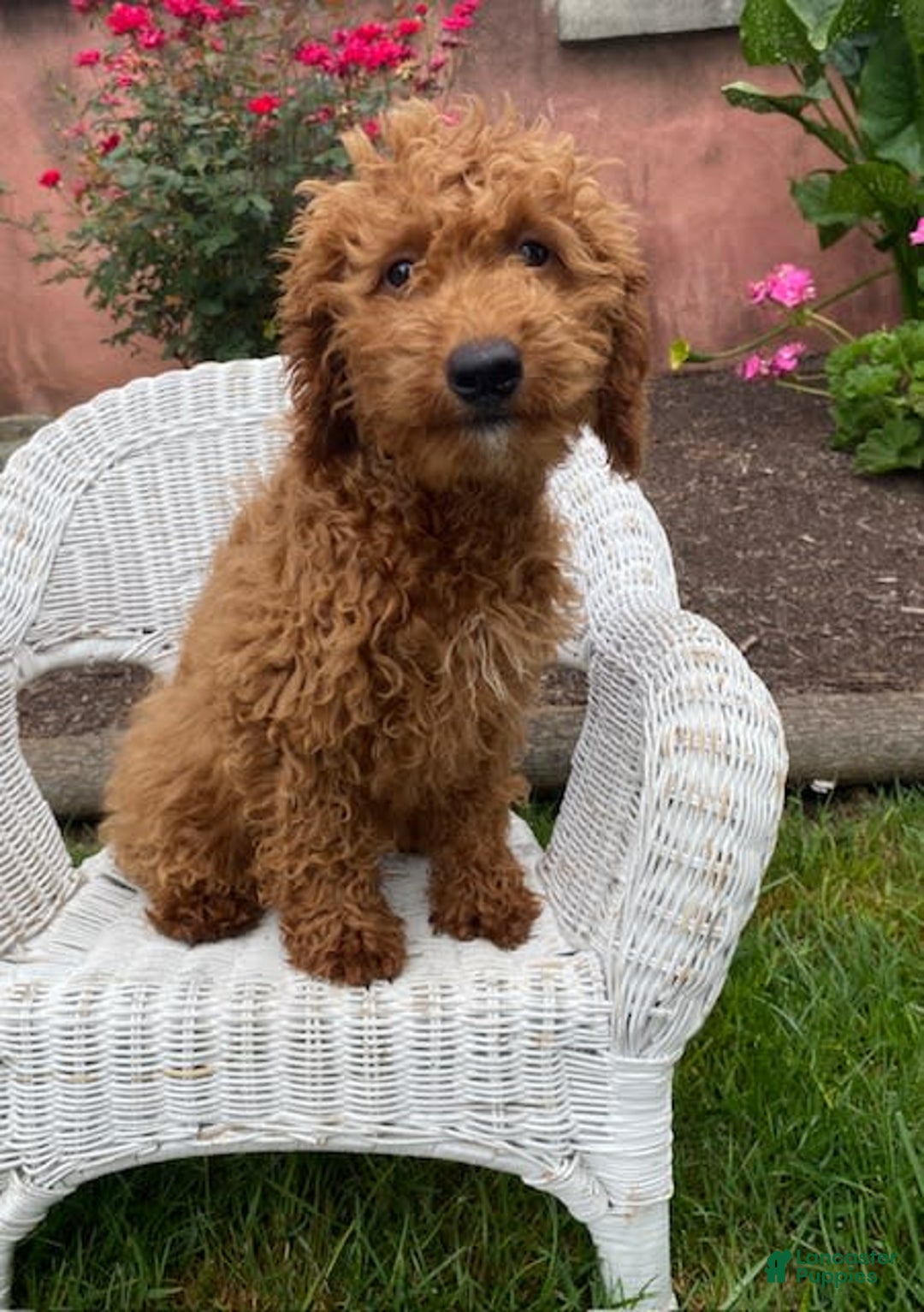 Mini Goldendoodle dogs for sale: Lisa - Image 1