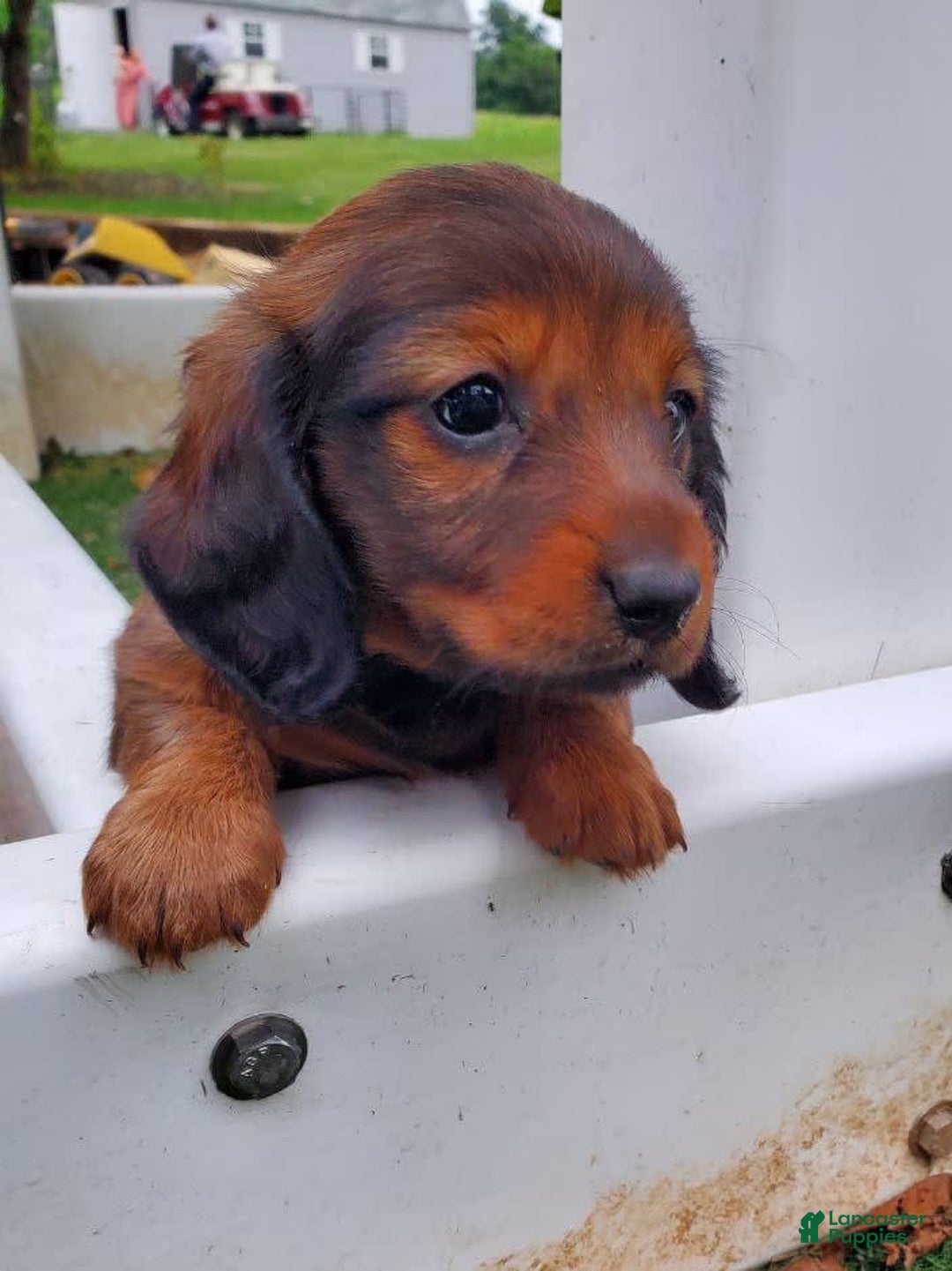 Dachshund dogs for sale: Evie - Image 10