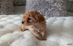 Maltipoo dogs for sale: Rachel - Image 3
