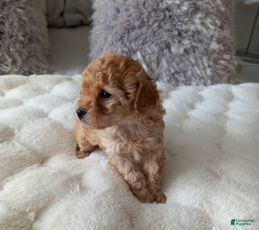 Maltipoo dogs for sale: Rachel - Image 3