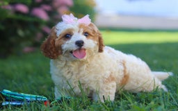 Cavapoo dogs for sale: Ellie - Image 5