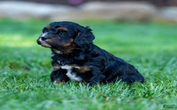 Cavapoo dogs for sale: Ollie - Image 2