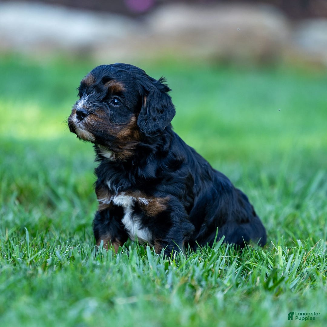 Cavapoo dogs for sale: Ollie - Image 2