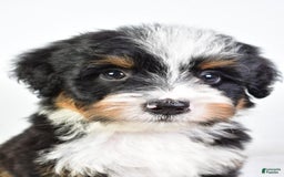 Mini Bernedoodle dogs for sale: Yolanda - Image 5
