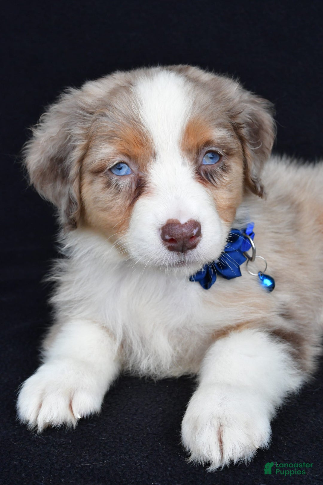 Australian Shepherd dogs for sale: Katie - Image 4